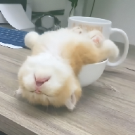 糖心vlogAPPAPP应用